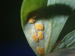 Attēlu rezultāti vaicājumam “Melampsora magnusiana”