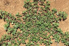 Attēlu rezultāti vaicājumam “Portulaca oleracea leaf”