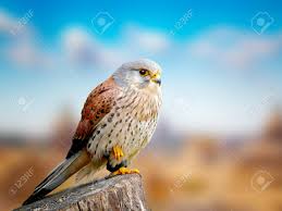 Attēlu rezultāti vaicājumam “Falco tinnunculus adult”