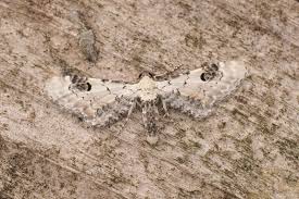 Attēlu rezultāti vaicājumam “Eupithecia centaureata”