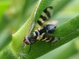 Attēlu rezultāti vaicājumam “Tetanops myopina”