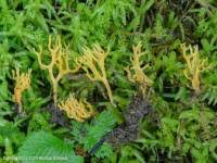 Attēlu rezultāti vaicājumam “Ramariopsis crocea”