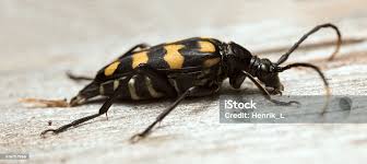 Attēlu rezultāti vaicājumam “Leptura quadrifasciata”