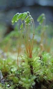 Attēlu rezultāti vaicājumam “Moerckia hibernica”