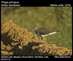 Attēlu rezultāti vaicājumam “Tringa ochropus”