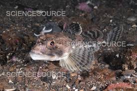 Image result for Myoxocephalus octodecemspinosus