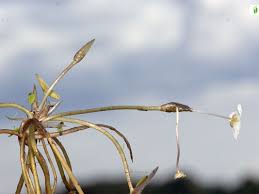 Attēlu rezultāti vaicājumam “Hydrocharis morsus-ranae fruit”