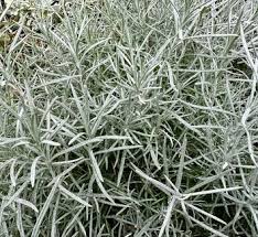 Image result for Helichrysum lindleyii