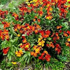 Image result for Cheiranthus cheiri