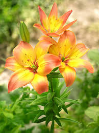 Image result for Lilie