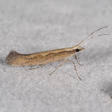 Attēlu rezultāti vaicājumam “Plutella xylostella”