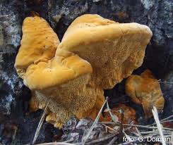 Attēlu rezultāti vaicājumam “Hapalopilus croceus”