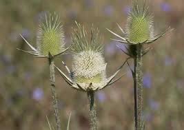 Image result for Dipsacus laciniatus