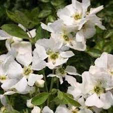 Attēlu rezultāti vaicājumam “Exochorda giraldii var. wilsonii”