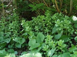 Attēlu rezultāti vaicājumam “Hylotelephium telephium bud”