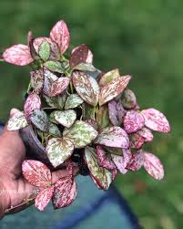 Attēlu rezultāti vaicājumam “Viola collina leaf”