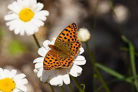 Attēlu rezultāti vaicājumam “Issoria lathonia underside”