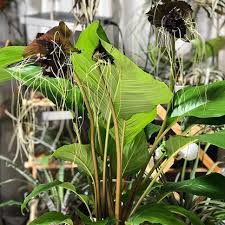 Image result for Tacca chantrieri