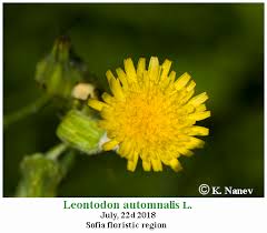 Attēlu rezultāti vaicājumam “Leontodon autumnalis”
