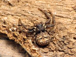 Image result for crab spider