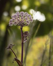 Attēlu rezultāti vaicājumam “Calamagrostis purpurea flower”