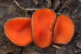 Attēlu rezultāti vaicājumam “Scutellinia scutellata”