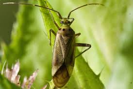 Attēlu rezultāti vaicājumam “Adelphocoris quadripunctatus”