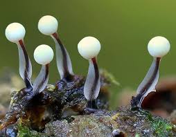 Attēlu rezultāti vaicājumam “Diderma deplanatum”