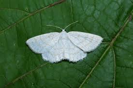 Attēlu rezultāti vaicājumam “Cabera exanthemata”