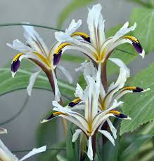 Attēlu rezultāti vaicājumam “Iris rosenbachiana flower”