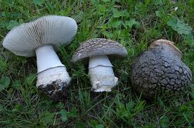 Attēlu rezultāti vaicājumam “Amanita excelsa”