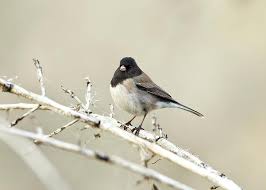 Image result for Junco hyemalis