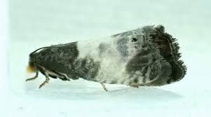 Attēlu rezultāti vaicājumam “Notocelia cynosbatella”