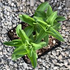 Attēlu rezultāti vaicājumam “Gentiana cruciata flower”