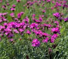 Image result for Dianthus carthusianorum