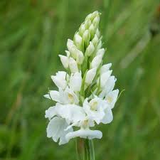 Attēlu rezultāti vaicājumam “Dactylorhiza maculata bud”