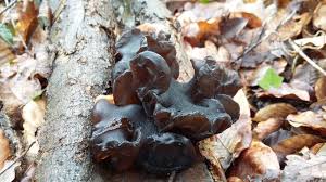 Attēlu rezultāti vaicājumam “Exidia truncata”