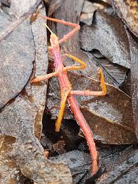 Attēlu rezultāti vaicājumam “Cytilus sericeus”