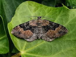 Attēlu rezultāti vaicājumam “Xanthorhoe ferrugata”