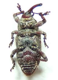 Attēlu rezultāti vaicājumam “Pissodes castaneus”