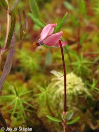Attēlu rezultāti vaicājumam “Oxycoccus bud”
