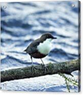 Attēlu rezultāti vaicājumam “Cinclus cinclus”