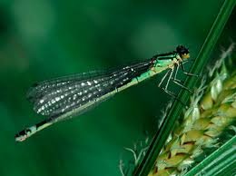 Attēlu rezultāti vaicājumam “Coenagrion armatum”