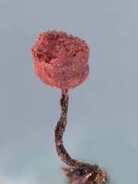 Attēlu rezultāti vaicājumam “Cribraria purpurea”