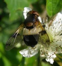 Attēlu rezultāti vaicājumam “Leucozona lucorum”