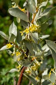 Attēlu rezultāti vaicājumam “Elaeagnus commutata”