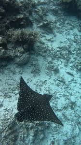 Image result for Aetobatus narinari