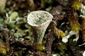 Attēlu rezultāti vaicājumam “Cladonia pyxidata”