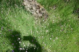 Attēlu rezultāti vaicājumam “Caryophyllaceae”