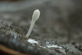 Attēlu rezultāti vaicājumam “Typhula setipes”